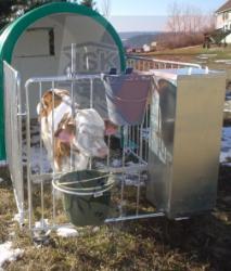 Feeding automat for calves