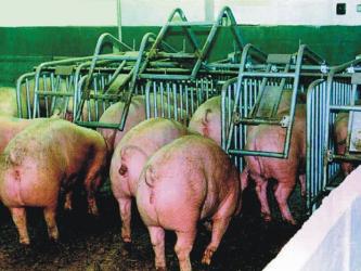 Individual sow stall AUTOMAT